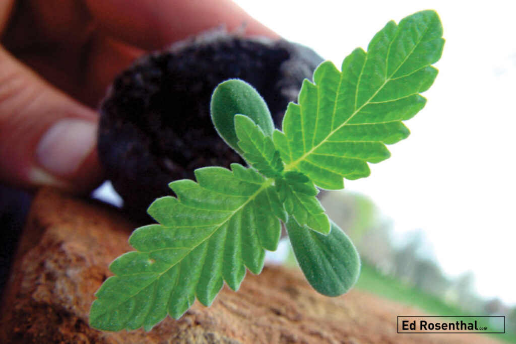 Feminized Seeds